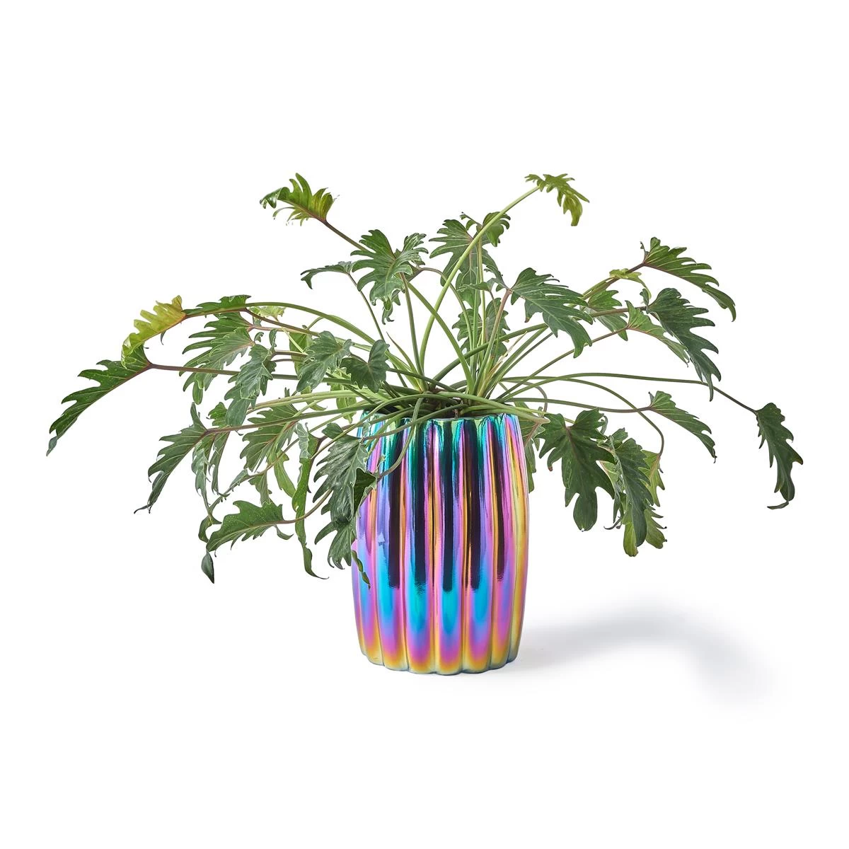 POLSPOTTEN Oily Bloempot - Afbeelding 4