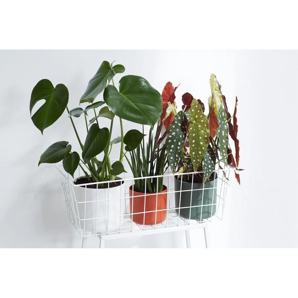 Elho B.For Soft Bloempot Rond 25 Cm - Afbeelding 5