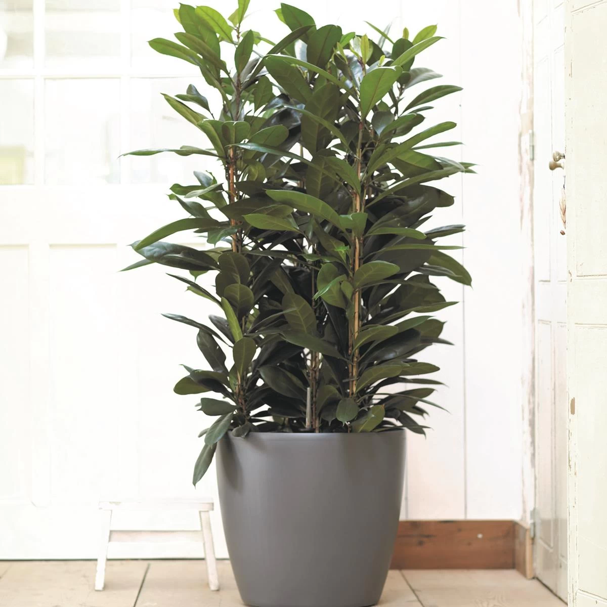 Elho Brussels Bloempot Op Wielen 35 Cm - Afbeelding 2