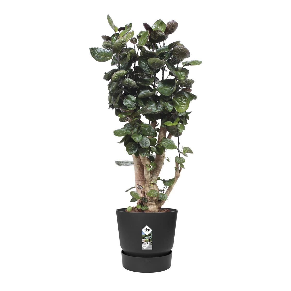 Elho Greenville Bloempot 40 Cm - Afbeelding 5